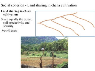 Social cohesion - Land sharing in chena cultivation
Land sharing in chena
cultivation
Share equally the extent,
soil productivity and
security
Irawili hena
 