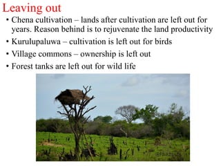 Leaving out
• Chena cultivation – lands after cultivation are left out for
years. Reason behind is to rejuvenate the land productivity
• Kurulupaluwa – cultivation is left out for birds
• Village commons – ownership is left out
• Forest tanks are left out for wild life
 