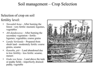 Soil management – Crop Selection
Selection of crop on soil
fertility level:
• Nawadali hena – After burning the
forest - very fertile: mustard, legumes,
vegetables
• Ath danduwawa – After burning the
secondary vegetation - fertile:
legumes, vegetables, coarse grains
• Landa/ hirilanda – Prepared from
shrub land - moderately fertile: coarse
grains, sesame
• Kanathu, piti – Land abandoned due
to low fertility - less fertile: sesame,
meneri
• Goda wee hena – Land above the tank
or paddy fields - imperfectly drained:
paddy, vegetable
 