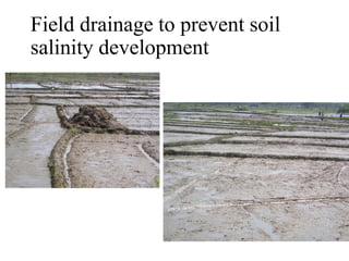 Field drainage to prevent soil
salinity development
 