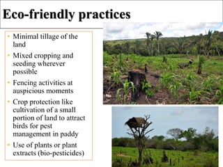 Eco-friendly practices
• Minimal tillage of the
land
• Mixed cropping and
seeding wherever
possible
• Fencing activities at
auspicious moments
• Crop protection like
cultivation of a small
portion of land to attract
birds for pest
management in paddy
• Use of plants or plant
extracts (bio-pesticides)
30
 