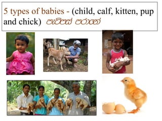 5 types of babies - (child, calf, kitten, pup
and chick)
 