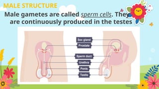 MALE STRUCTURE
Male gametes are called sperm cells. They
are continuously produced in the testes
 
