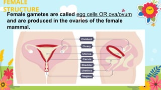 FEMALE
STRUCTURE
Female gametes are called egg cells OR ova/ovum
and are produced in the ovaries of the female
mammal.
 