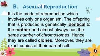 B. Asexual Reproduction
It is the mode of reproduction which
involves only one organism. The offspring
that is produced is genetically identical to
the mother and almost always has the
same number of chromosomes. Hence,
they are called clones. Moreover, they are
exact copies of their parent cell.
 