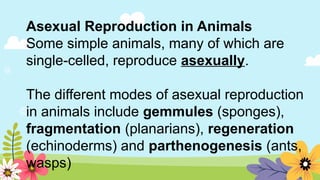 Asexual Reproduction in Animals
Some simple animals, many of which are
single-celled, reproduce asexually.
The different modes of asexual reproduction
in animals include gemmules (sponges),
fragmentation (planarians), regeneration
(echinoderms) and parthenogenesis (ants,
wasps)
 