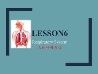LESSON6
Respiratory System
人体呼吸系统
 