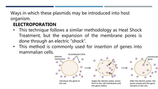 WAYS
Ways in which these plasmids may be introduced into host
organism.
ELECTROPORATION
• This technique follows a similar methodology as Heat Shock
Treatment, but the expansion of the membrane pores is
done through an electric “shock”.
• This method is commonly used for insertion of genes into
mammalian cells.
 
