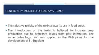 GENETICALLY MODIFIED ORGANISMS (GMO)
 The selective toxicity of the toxin allows its use in food crops.
 The introduction of the toxin is believed to increase crop
production due to decreased losses from pest infestation. The
same technology has been applied in the Philippines for the
development of Bt-Eggplant
 