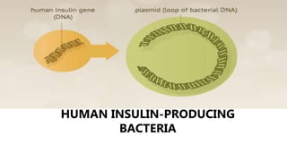 HUMAN INSULIN-PRODUCING
BACTERIA
 
