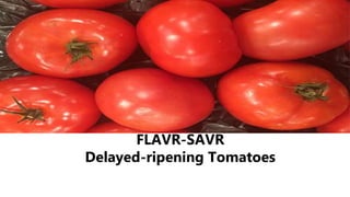 FLAVR-SAVR
Delayed-ripening Tomatoes
 