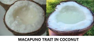 MACAPUNO TRAIT IN COCONUT
 