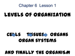 Chapter 6 Lesson 1

Levels of Organization


Cells tissues organs
    organ systems

AND FINALLY THE ORGANISM
 