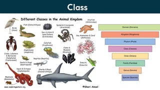 Lesson 6. Basic Taxonomy and Classification | PDF