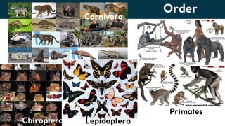 Lesson 6. Basic Taxonomy and Classification | PDF