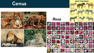 Lesson 6. Basic Taxonomy and Classification | PDF