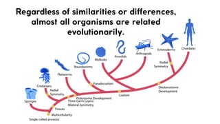 Lesson 6. Basic Taxonomy and Classification | PDF