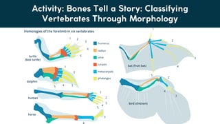 Lesson 6. Basic Taxonomy and Classification | PDF