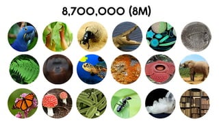 Lesson 6. Basic Taxonomy and Classification | PDF