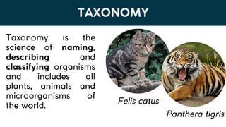 Lesson 6. Basic Taxonomy and Classification | PDF