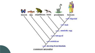 Taxonomy Classification Lessona Lesson 6. Basic Taxonomy and Classification | PDF