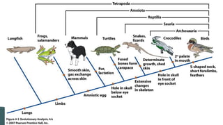 Lesson 6. Basic Taxonomy and Classification | PDF