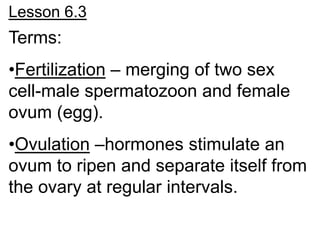 Lesson 6.3
Terms:
•Fertilization – merging of two sex
cell-male spermatozoon and female
ovum (egg).
•Ovulation –hormones stimulate an
ovum to ripen and separate itself from
the ovary at regular intervals.
 