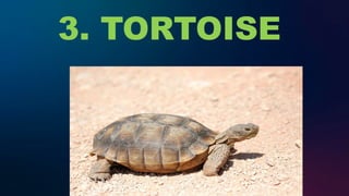 3. TORTOISE
 