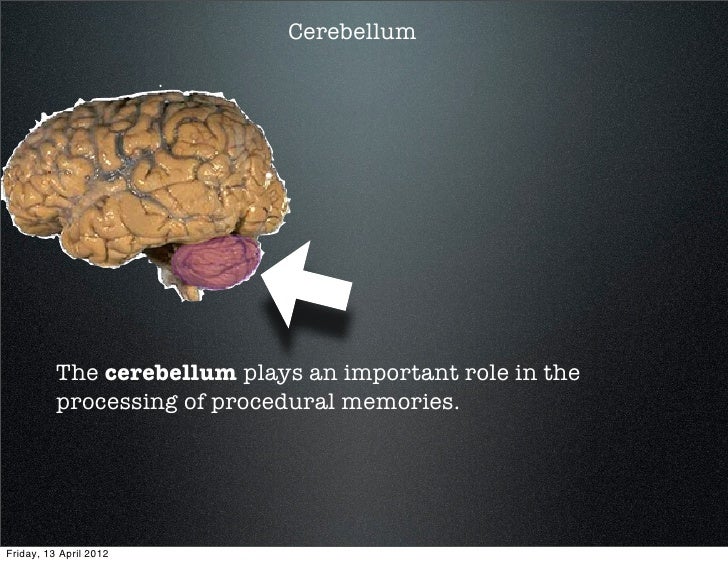 Lesson 6 brain structures involved in memory function sh