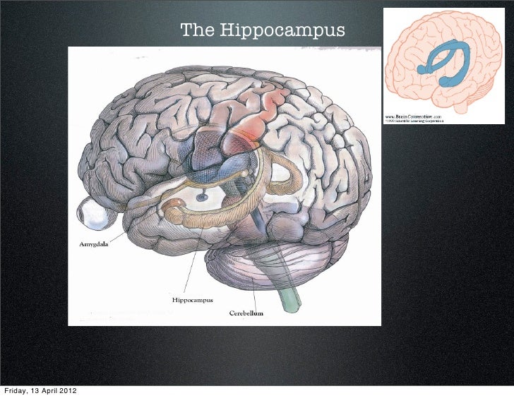 Lesson 6 brain structures involved in memory function sh