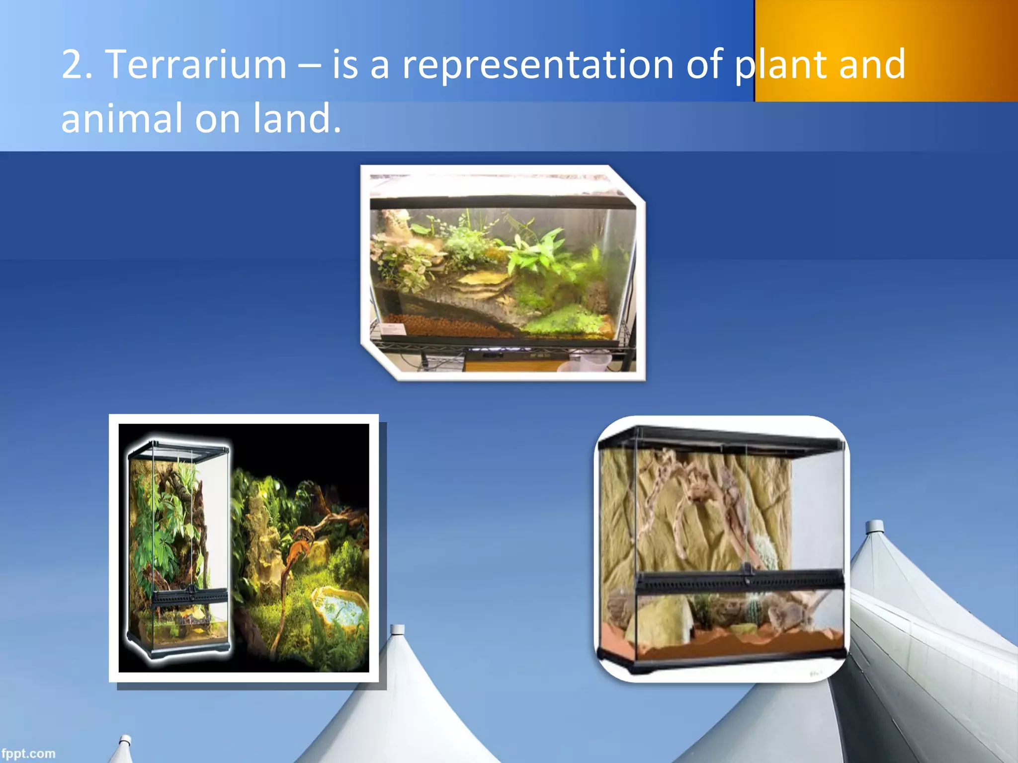 2. Terrarium – is a representation of plant and
animal on land.
 