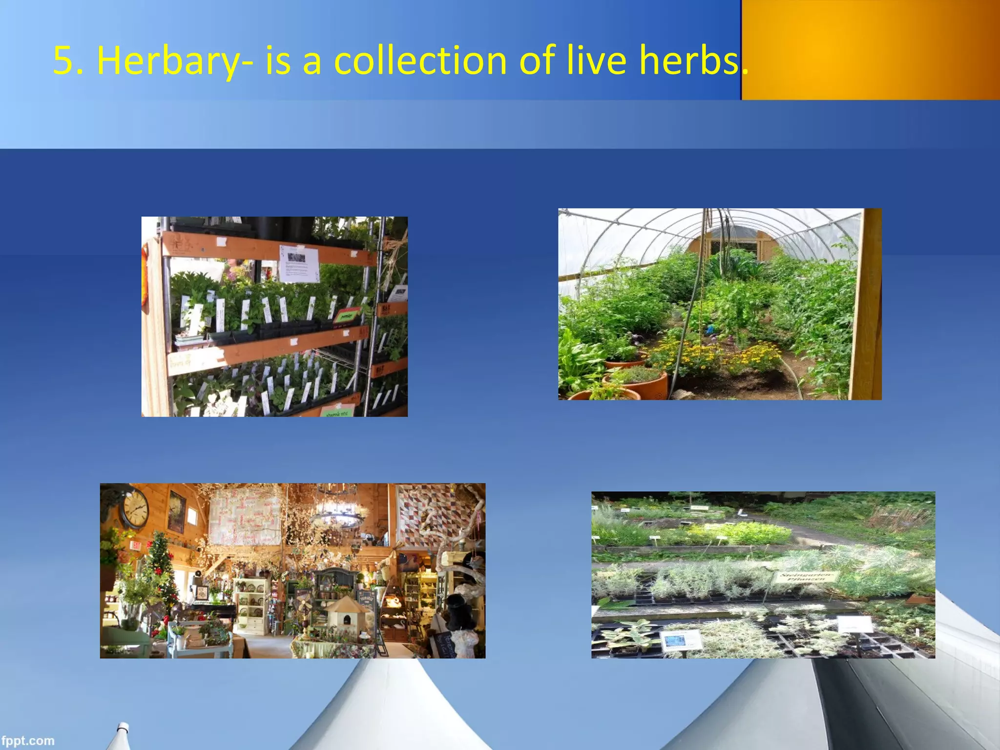 5. Herbary- is a collection of live herbs.
 