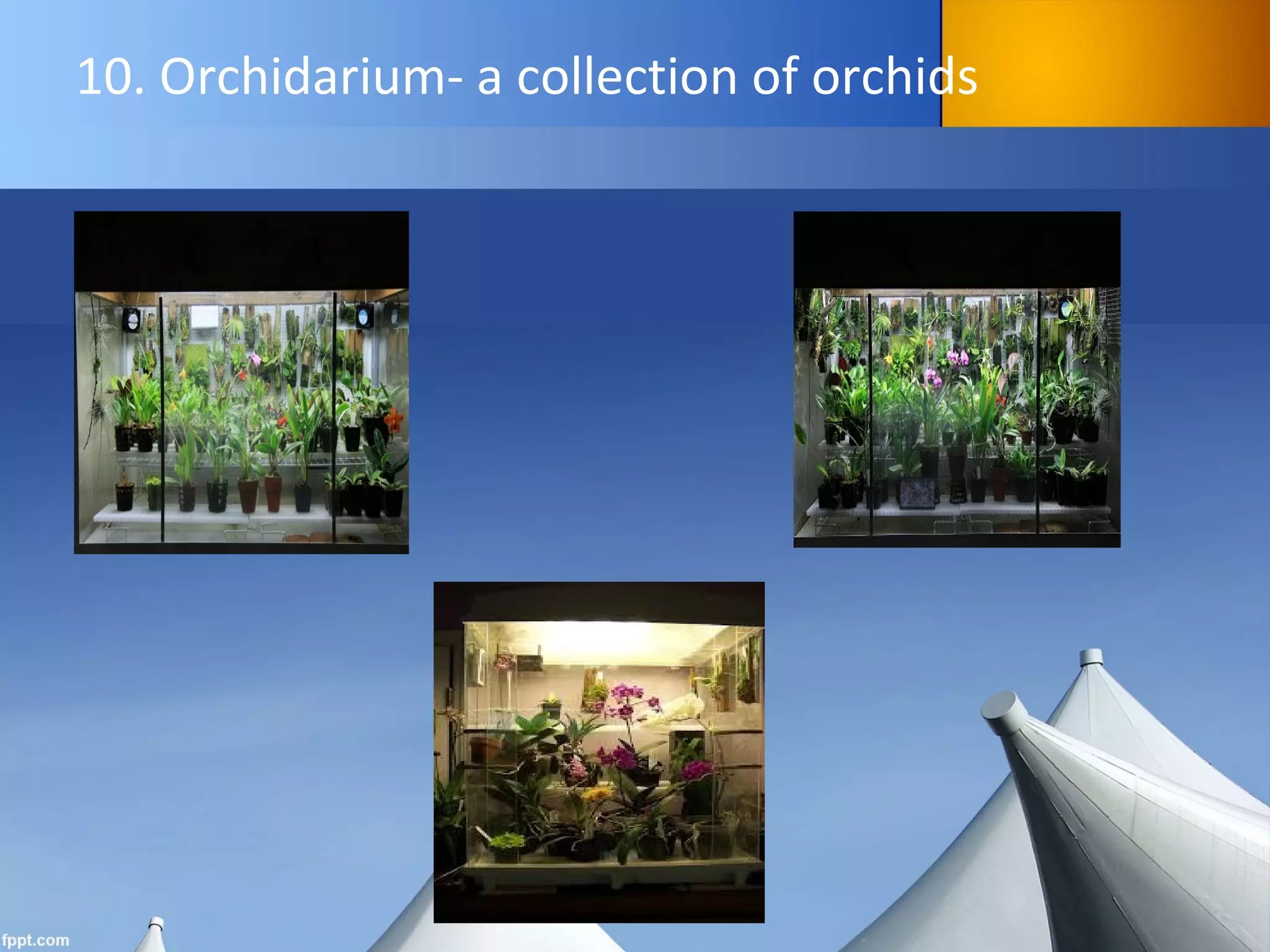 10. Orchidarium- a collection of orchids
 