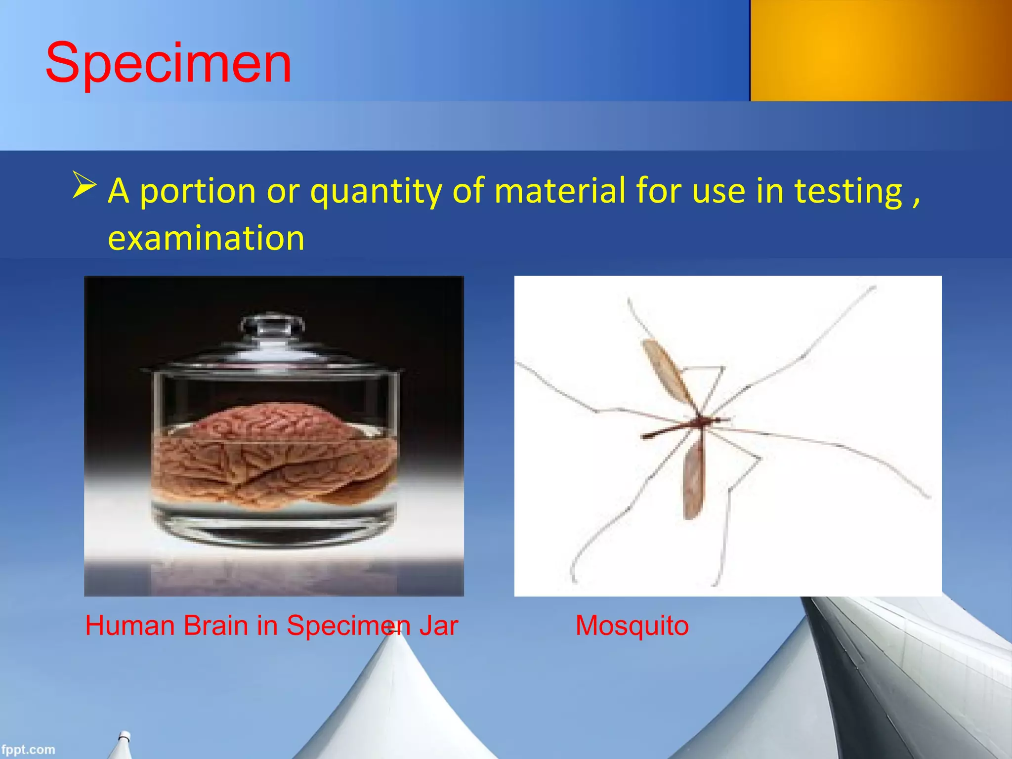 Specimen
 A portion or quantity of material for use in testing ,
examination
Human Brain in Specimen Jar Mosquito
 