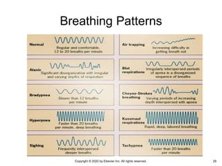 Lesson 6 - Respiratory system.pptx