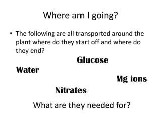 Where am I going?
• The following are all transported around the
  plant where do they start off and where do
  they end?
                       Glucose
  Water
                                    Mg ions
               Nitrates
       What are they needed for?
 