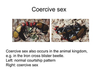 Coercive sex
Coercive sex also occurs in the animal kingdom,
e.g. in the Iron cross blister beetle.
Left: normal courtship pattern
Right: coercive sex
 