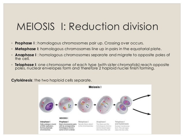 Lesson 6 Meiosis