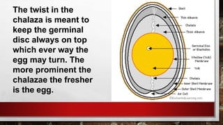 The twist in the
chalaza is meant to
keep the germinal
disc always on top
which ever way the
egg may turn. The
more prominent the
chalazae the fresher
is the egg.
 
