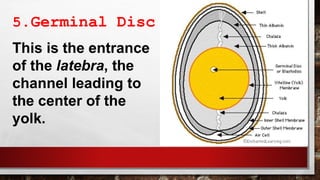 5.Germinal Disc
This is the entrance
of the latebra, the
channel leading to
the center of the
yolk.
 