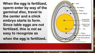 When the egg is fertilized,
sperm enter by way of the
germinal disc, travel to
the center and a chick
embryo starts to form.
Since table eggs are not
fertilized, this is not as
easy to recognize as
when the egg is fertilized.
 