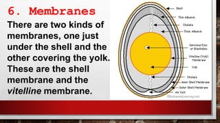 6. Membranes
There are two kinds of
membranes, one just
under the shell and the
other covering the yolk.
These are the shell
membrane and the
vitelline membrane.
 