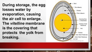 During storage, the egg
losses water by
evaporation, causing
the air cell to enlarge.
The vitelline membrane
is the covering that
protects the yolk from
breaking.
 