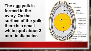 The egg yolk is
formed in the
ovary. On the
surface of the yolk,
there is a small
white spot about 2
mm in diameter.
 