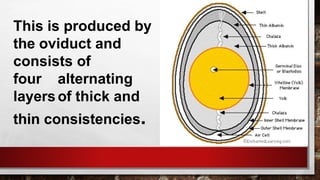 This is produced by
the oviduct and
consists of
four alternating
layersof thick and
thin consistencies.
 
