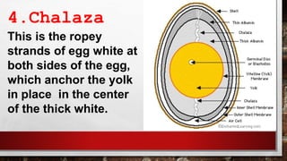 4.Chalaza
This is the ropey
strands of egg white at
both sides of the egg,
which anchor the yolk
in place in the center
of the thick white.
 