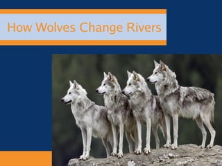 How Wolves Change Rivers
 