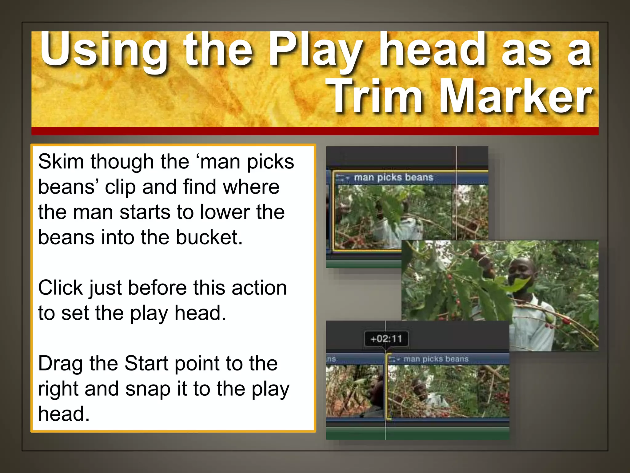 Skim though the ‘man picks
beans’ clip and find where
the man starts to lower the
beans into the bucket.
Click just before this action
to set the play head.
Drag the Start point to the
right and snap it to the play
head.
Using the Play head as a
Trim Marker
 