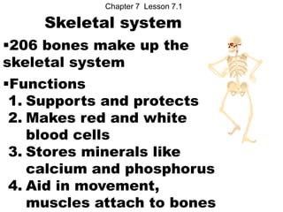 Chapter 7 Lesson 7.1

     Skeletal system
206 bones make up the
skeletal system
Functions
 1. Supports and protects
 2. Makes red and white
    blood cells
 3. Stores minerals like
    calcium and phosphorus
 4. Aid in movement,
    muscles attach to bones
 