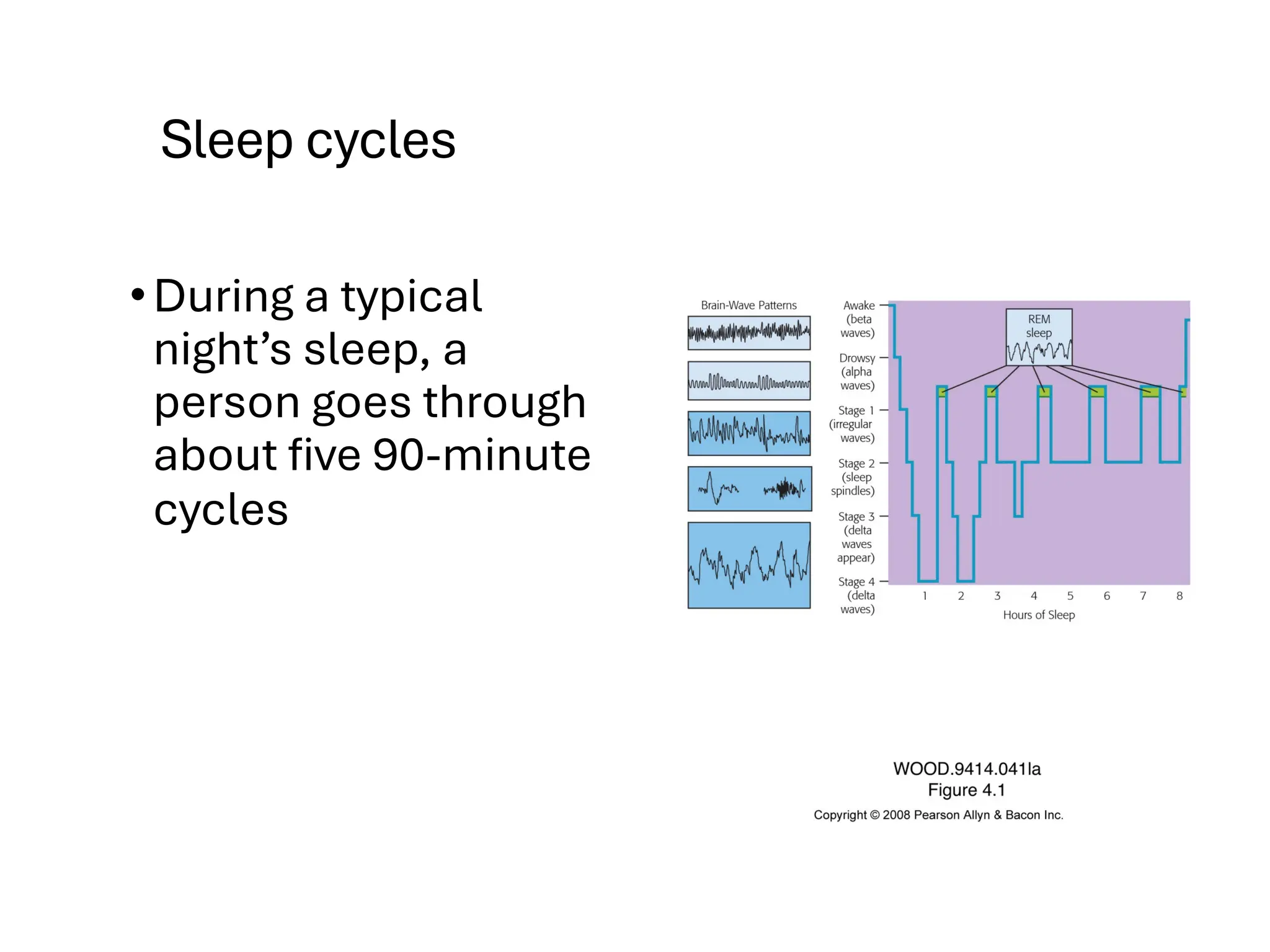 Sleep cycles
•During a typical
night’s sleep, a
person goes through
about five 90-minute
cycles
 